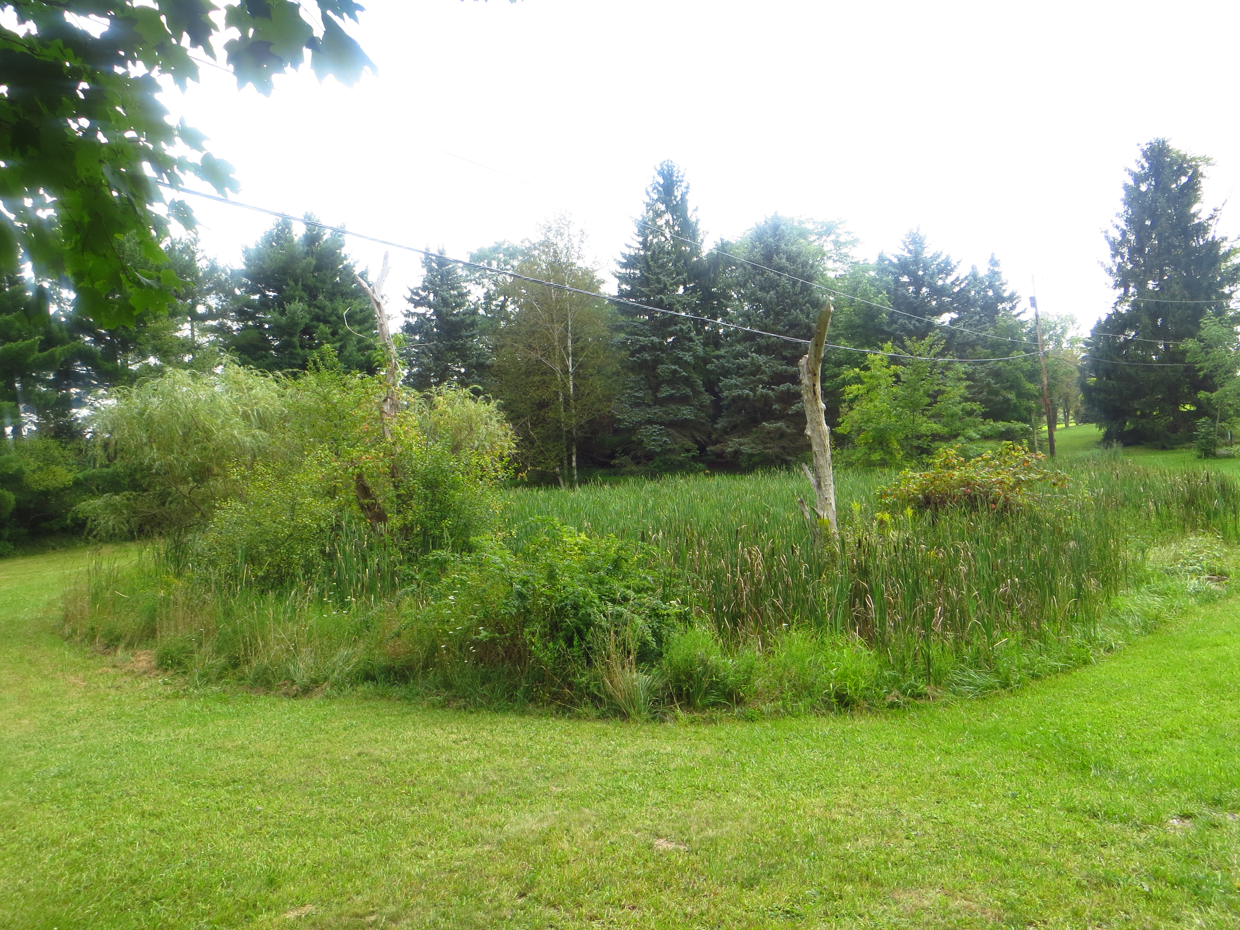 The pond on Southern road in August