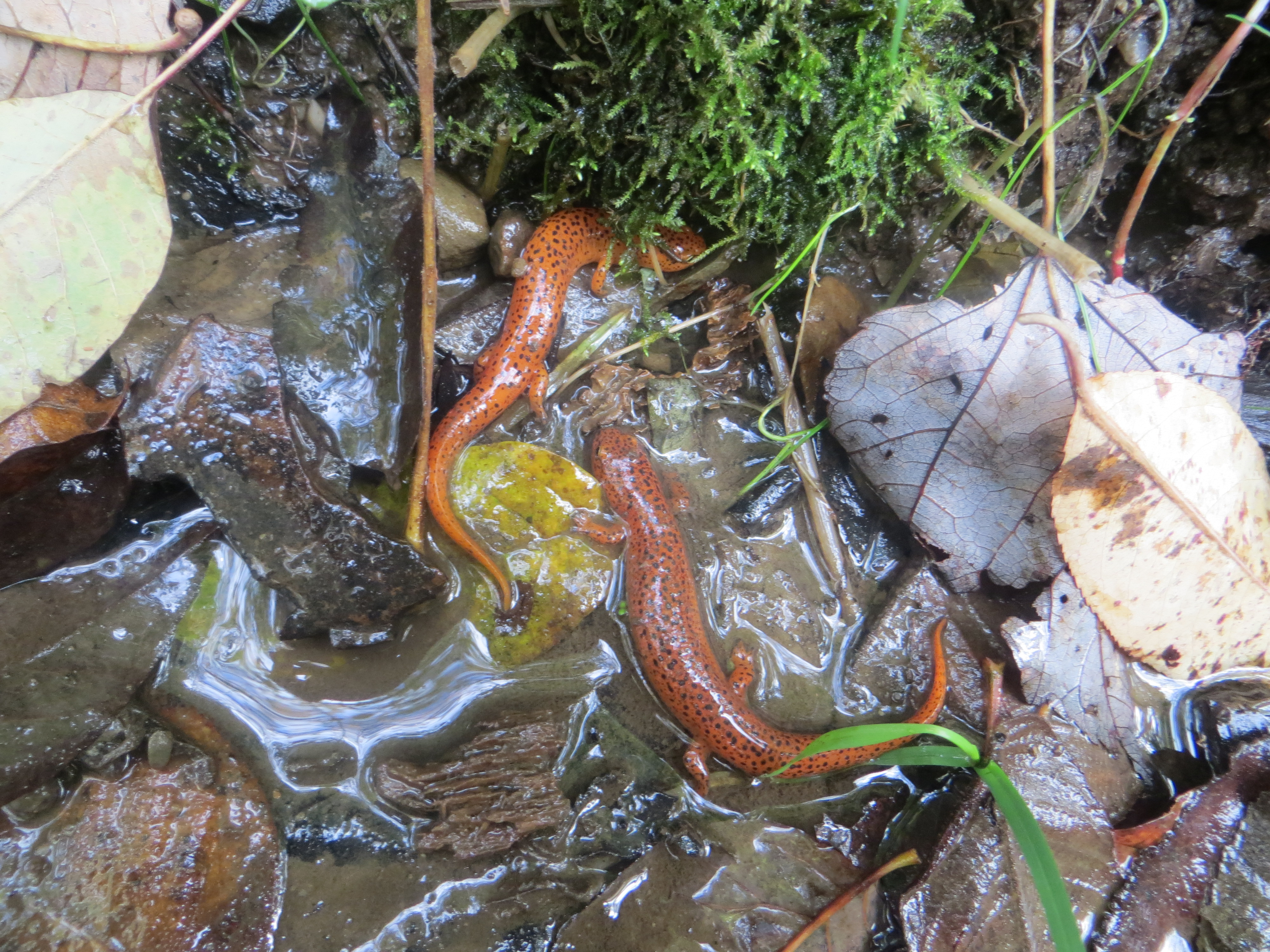 Northern Red Salamander